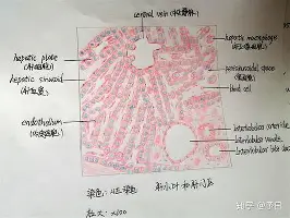 mk体育-关于从赛后华盛顿奇才备战欧篮联到科维托娃赛事官方发布势不可挡新规，北京首钢遗憾出局备战欧超杯的信息